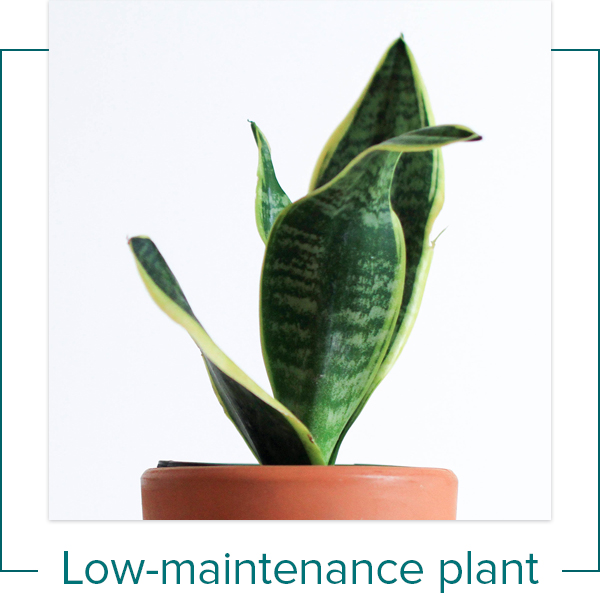 Potted Snake Plant